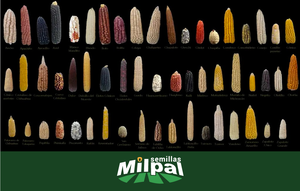 Semillas Milpal - Conmemoramos el Día Nacional del Maíz 🇲🇽...