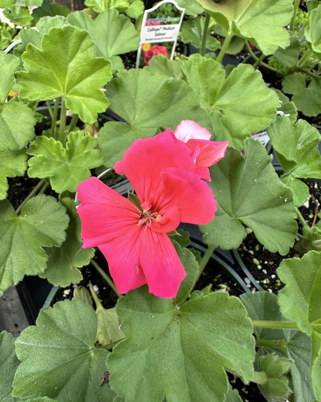 Malaga Garden Center: Landscaping, Greenhouse, Florist & Gift Shop ...
