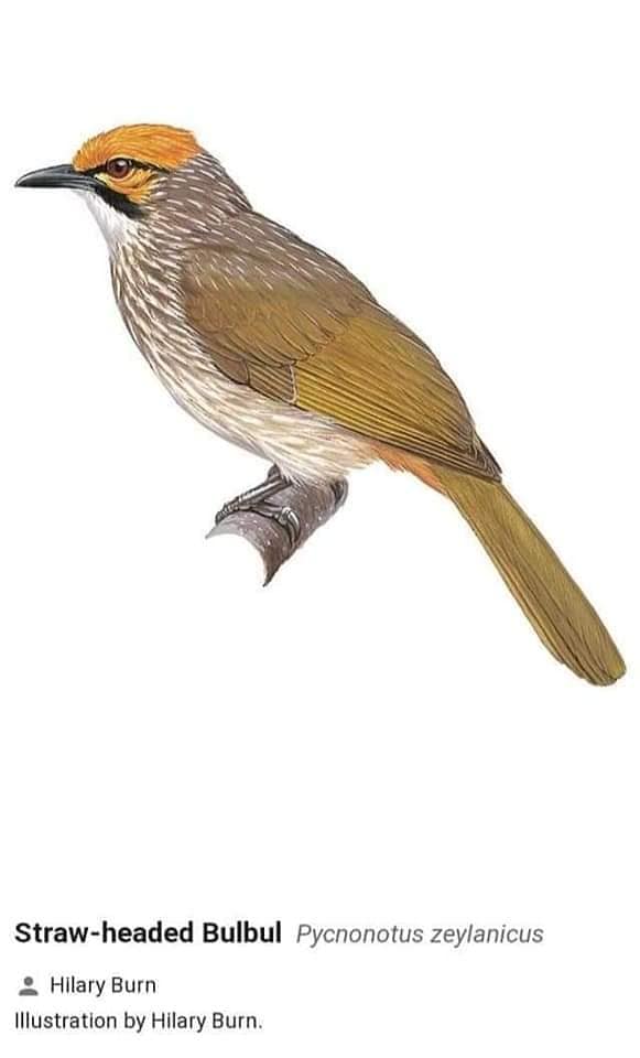 BURUNG INDONESIA CUCAK & MERBAH... - Ensiklopedia Burung | Facebook