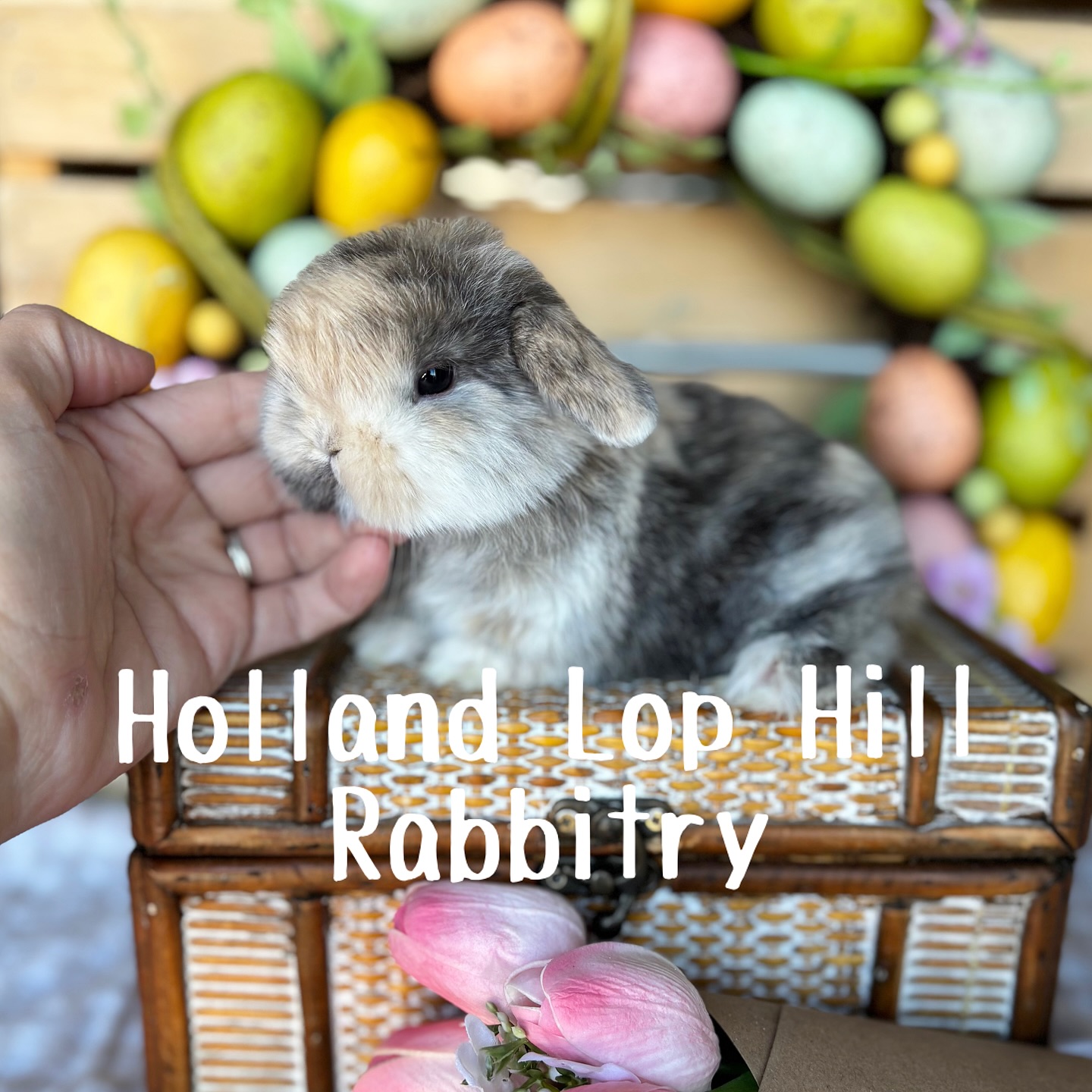 Holland Lop Hill Rabbitry | Shelley ID