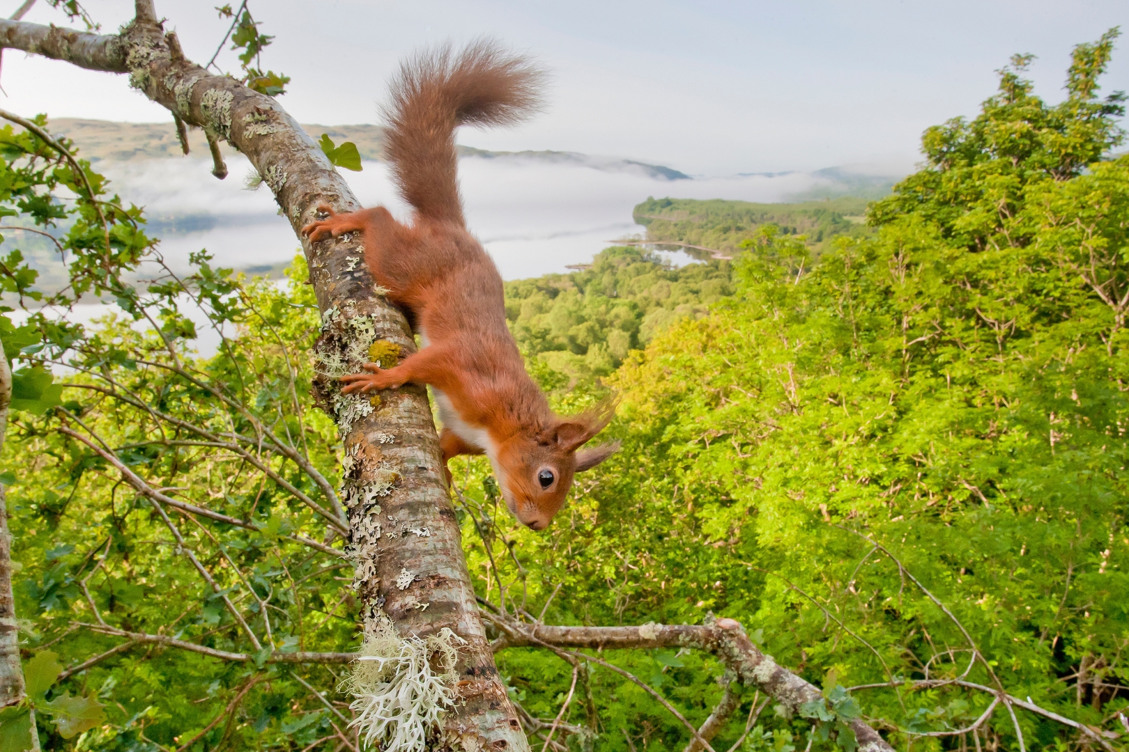 Trees - 📷 Have you captured the essence of rewilding? 🌿 The Rewilding ...