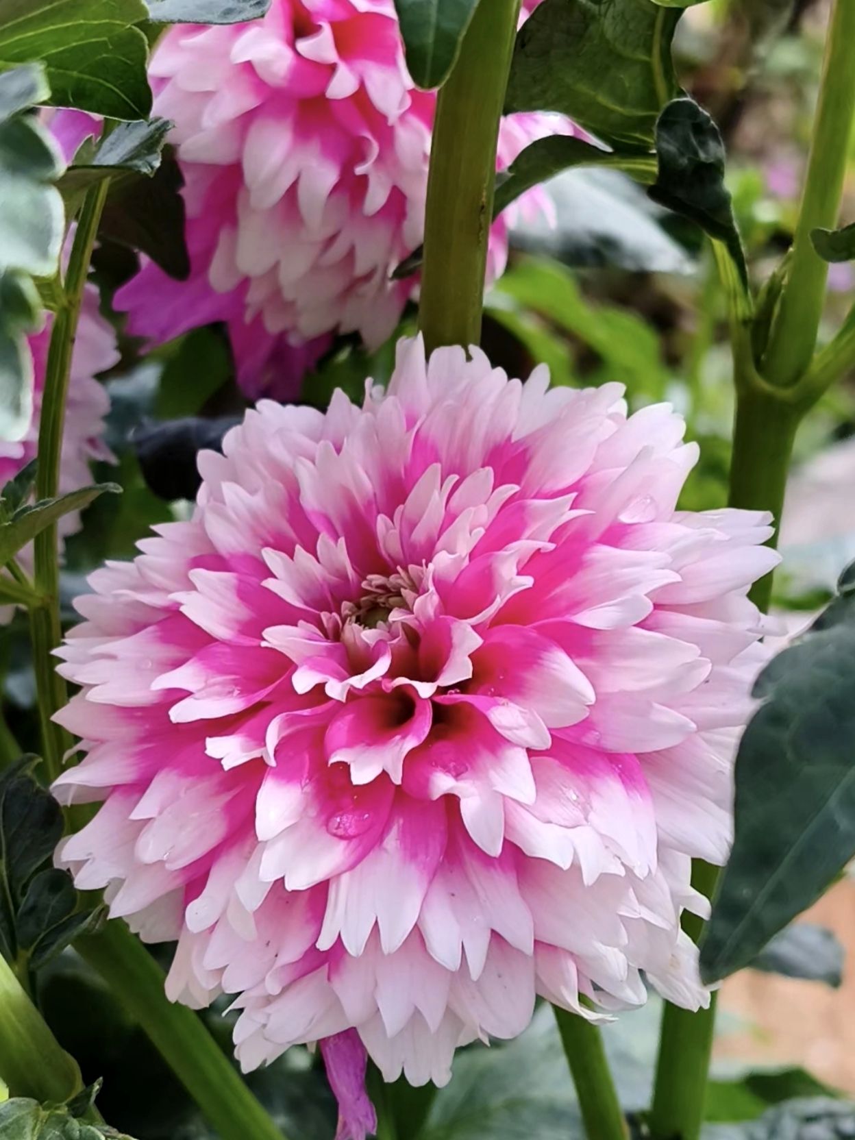 Unique dahlia flower with dark pink streaks