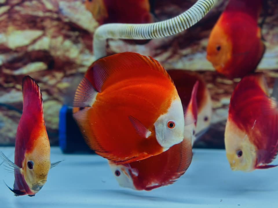 Alex’s Fish Cung Cấp Cá Dĩa - Pleco - Altum SG
