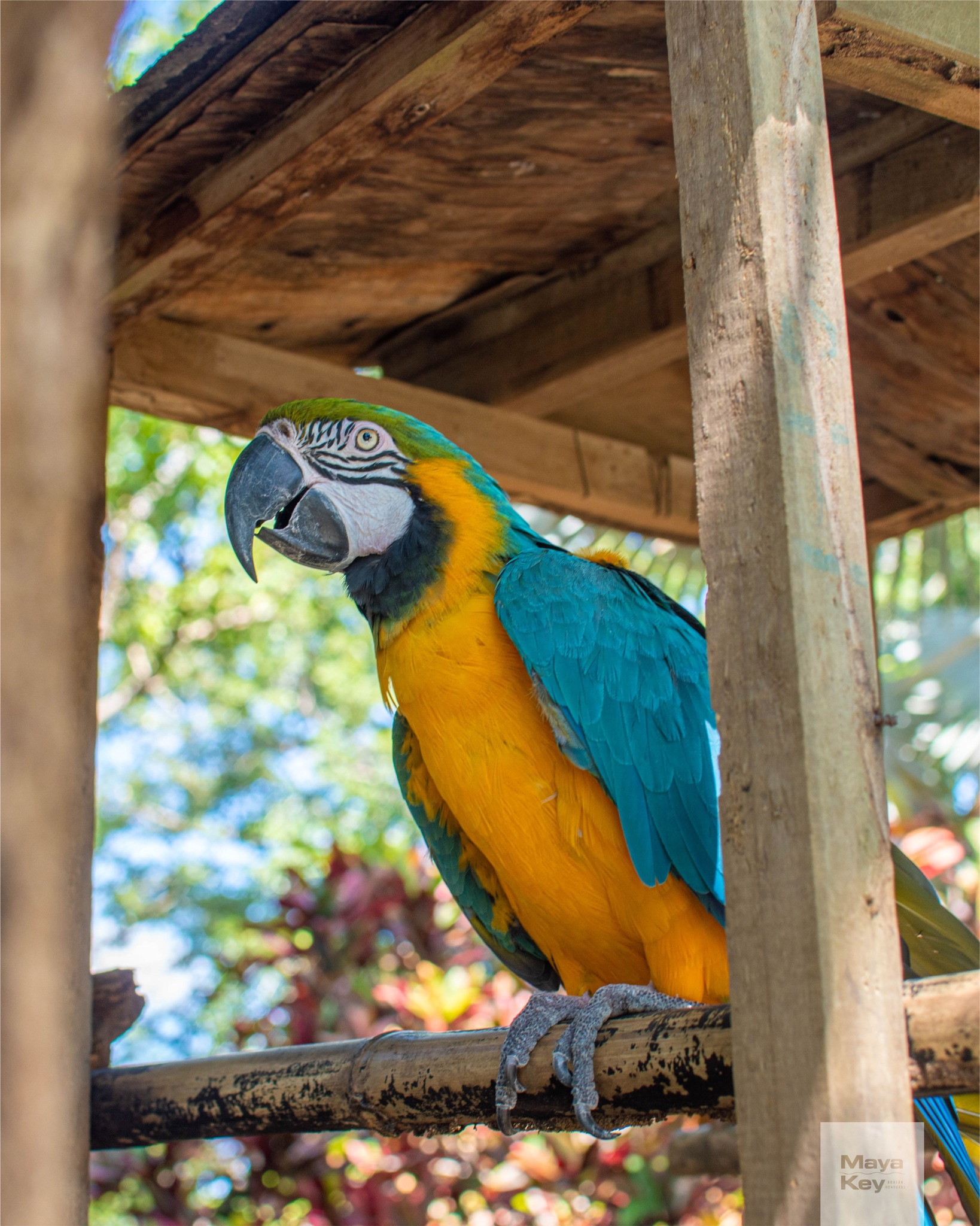 Maya Key Roatan | Roatán