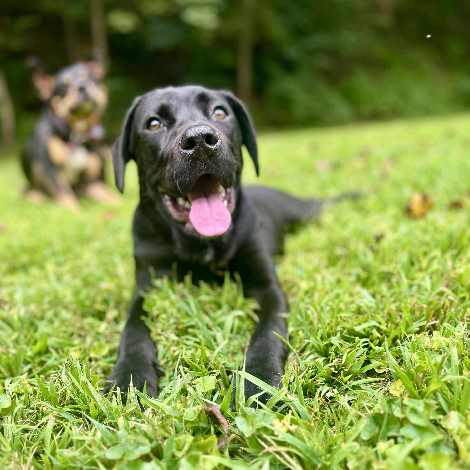 🌹 Hi friends, it’s me… Rose! 🌹... - Freedom First Rescue | Facebook
