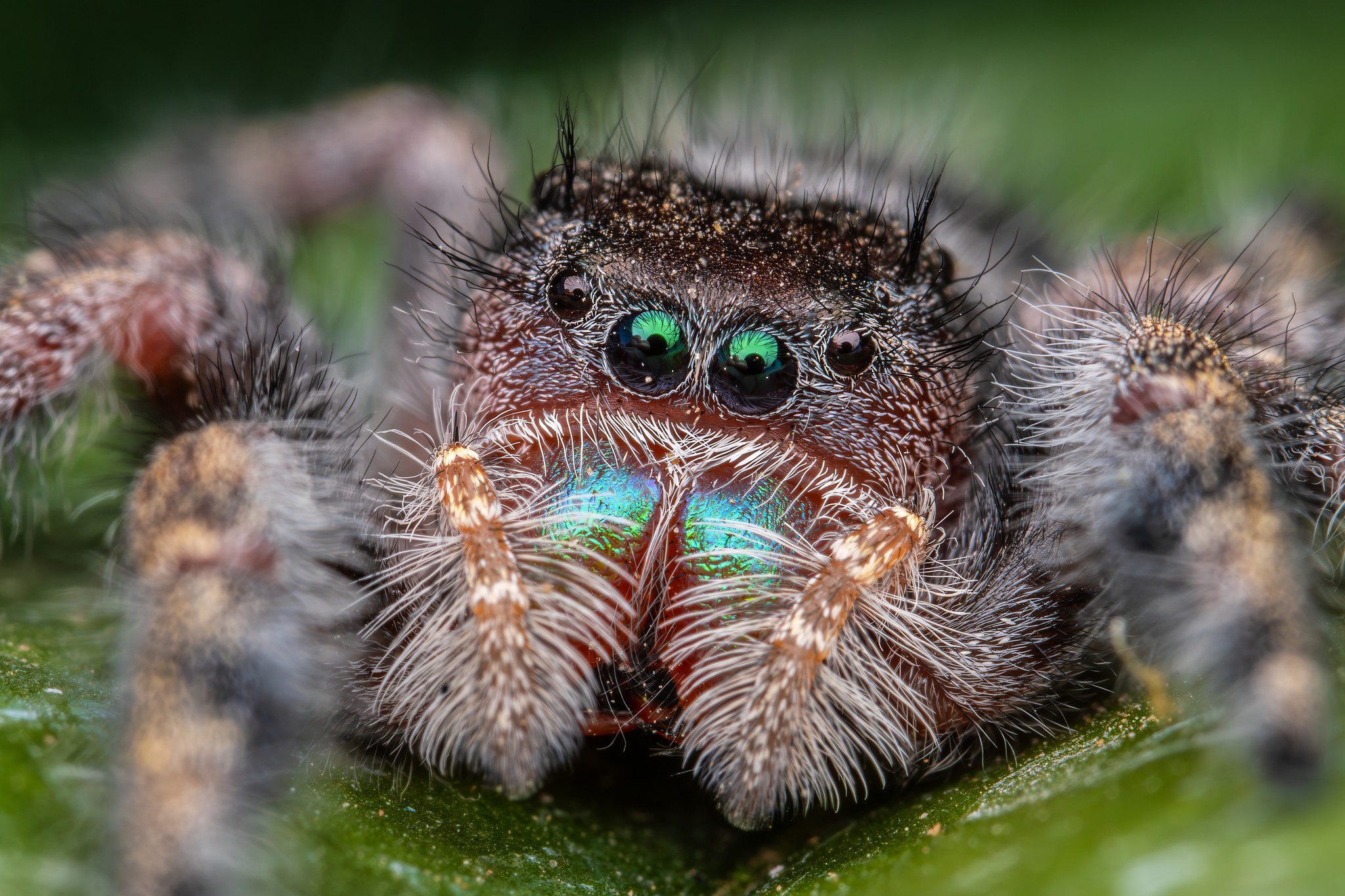Bold Jumping spider in West Pasco, Washington backyard