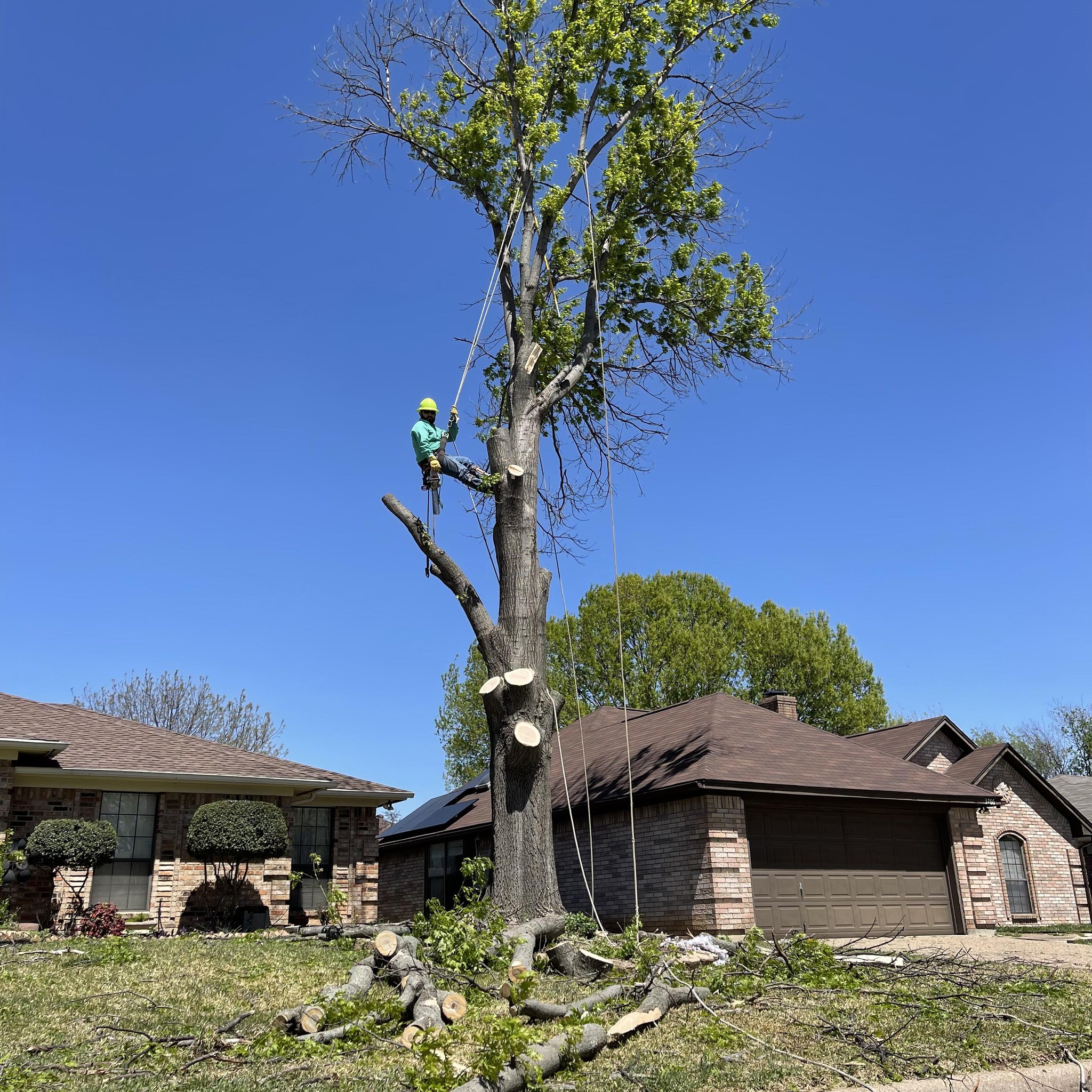 Jose's Tree Service