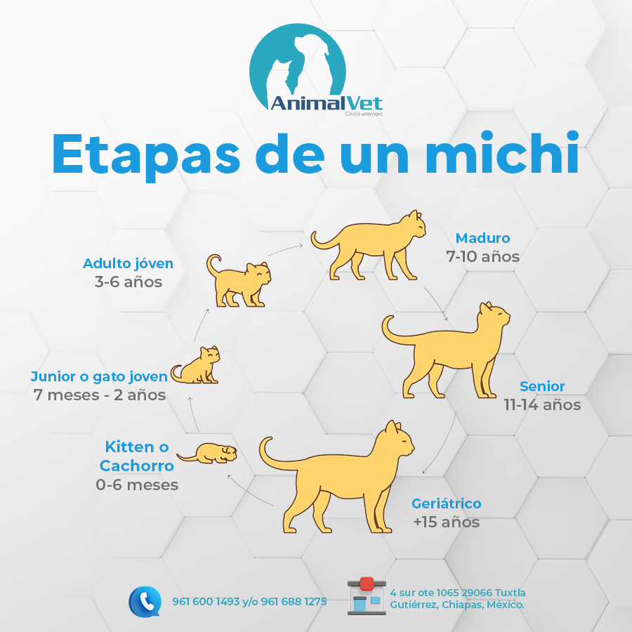 Clinica - Hoy en nuestro miércoles de michis🐱🐱 Sabías que los gatos ...