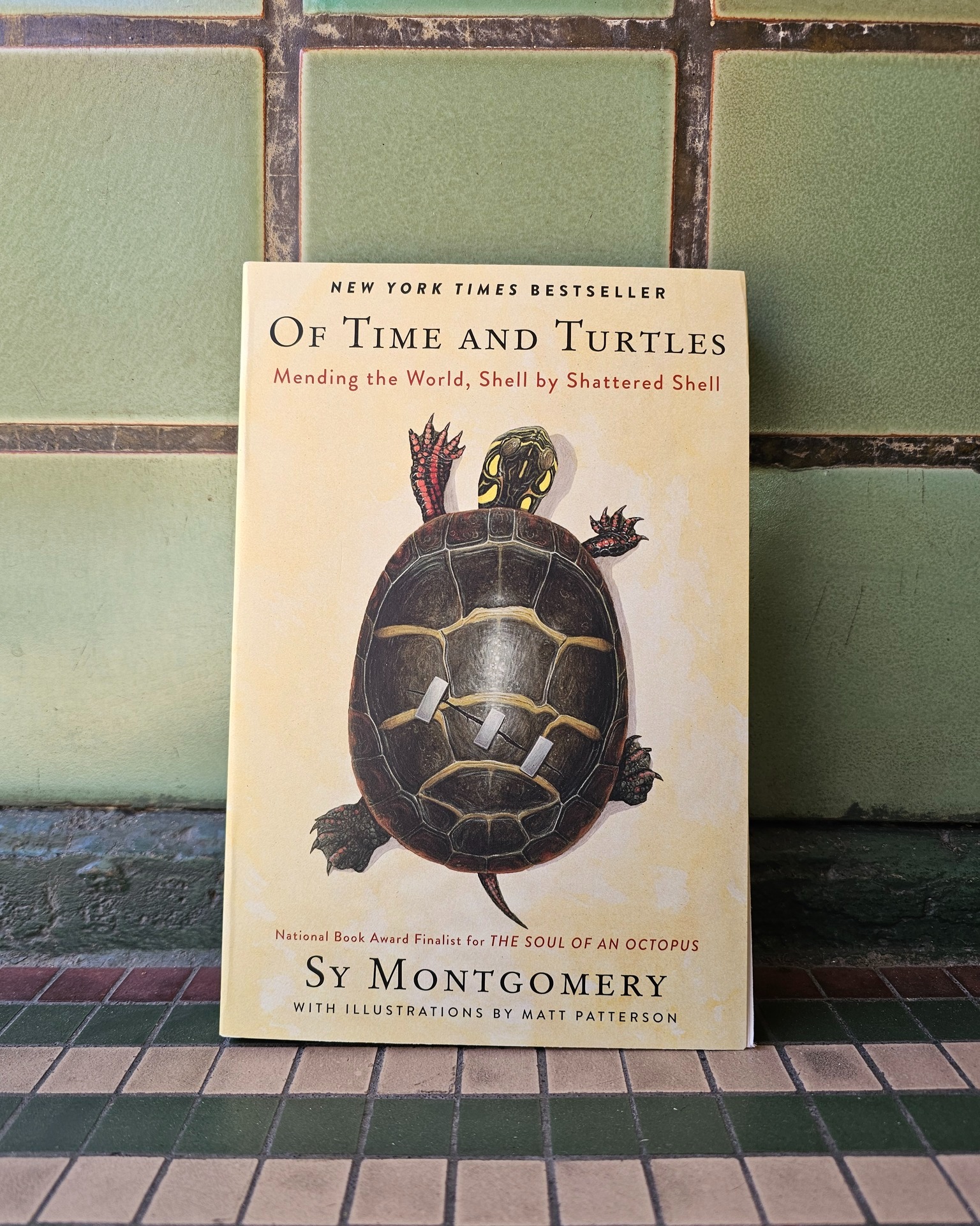 Happy World Turtle Day! 🐢 These... - Pearl Street Books | Facebook