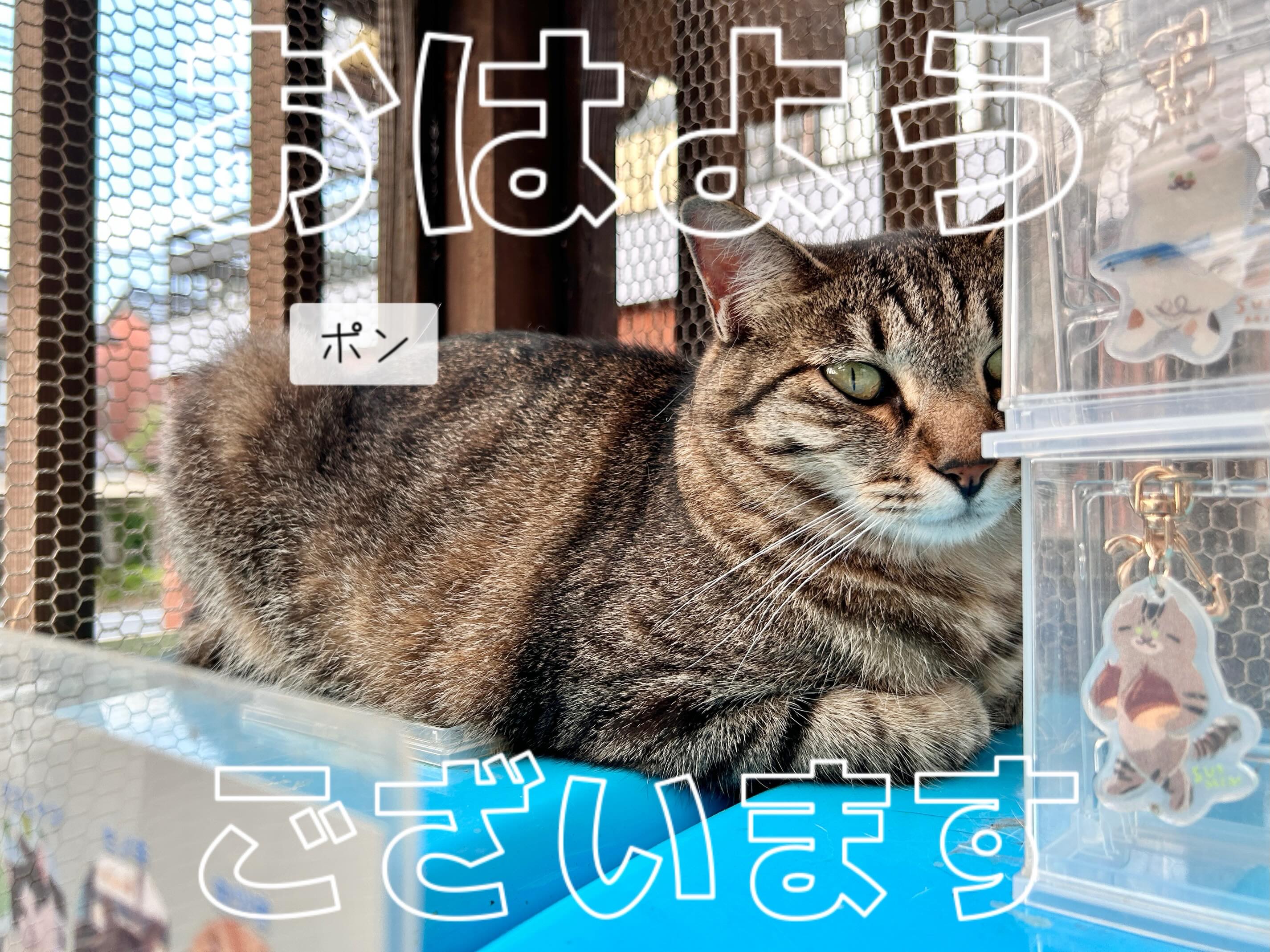 おはようございます。 ⁡ . 〖 ポンちゃん 〗 今日のガチャ看板娘はポン