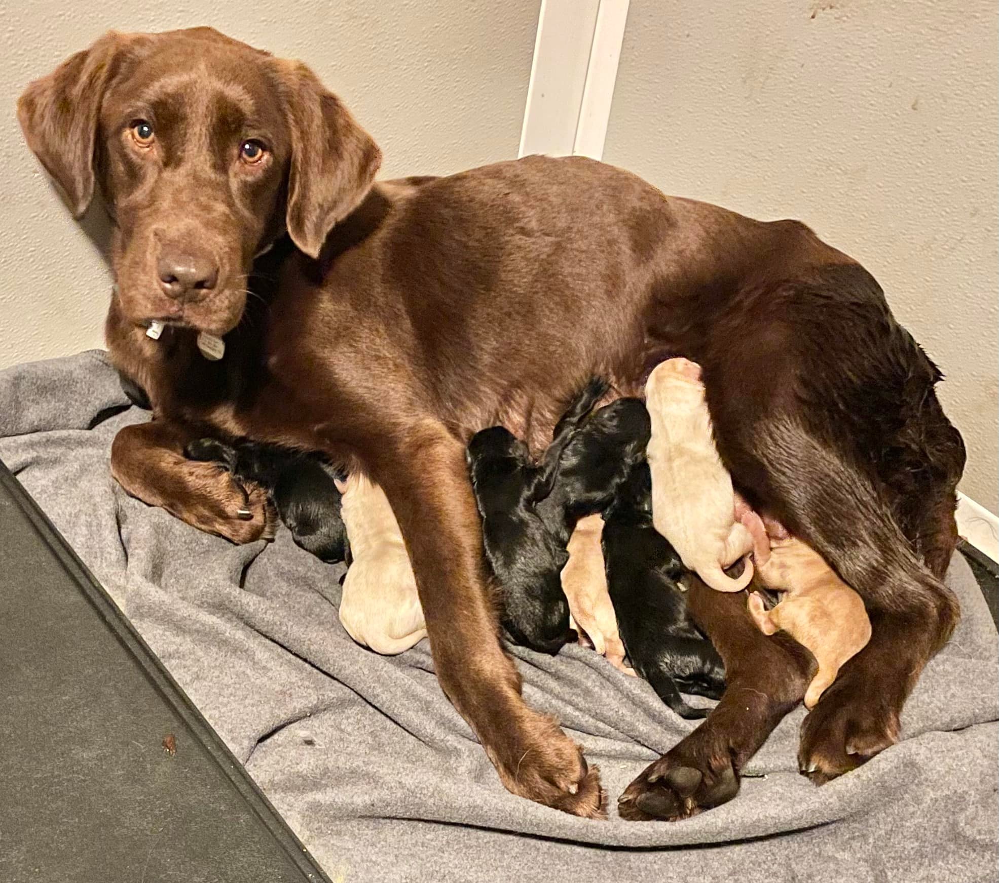 Ohio Labrador Retriever Rescue Services