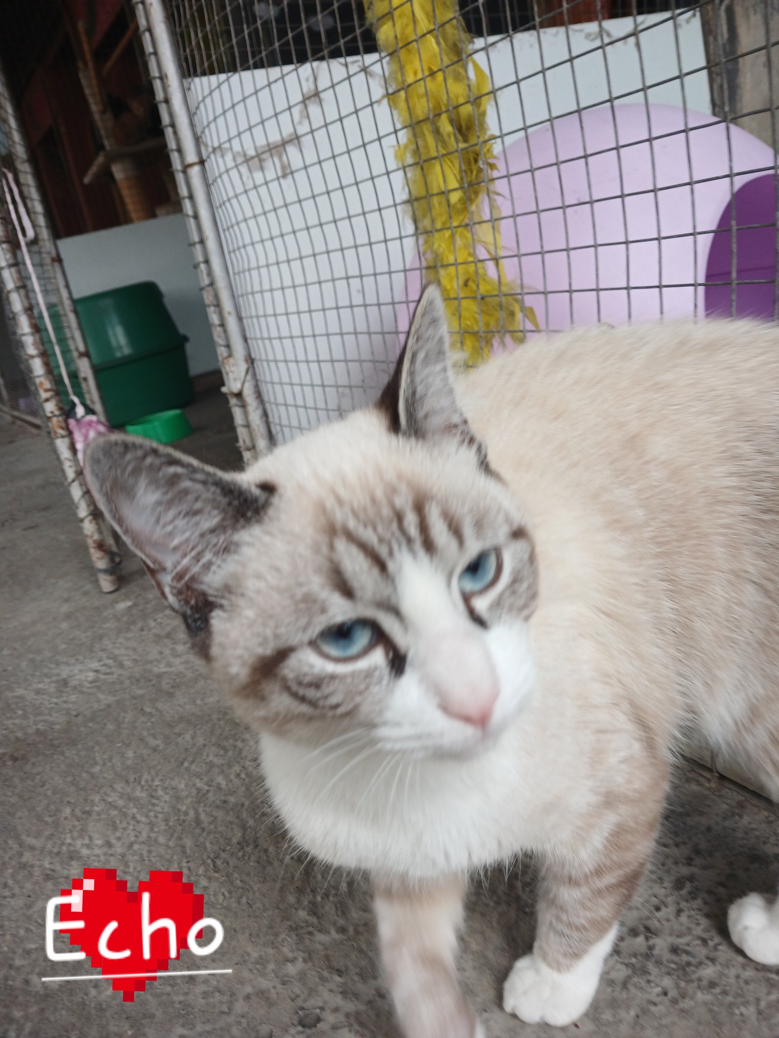 SPCA Rustenburg - SPCA Rustenburg added a new photo.