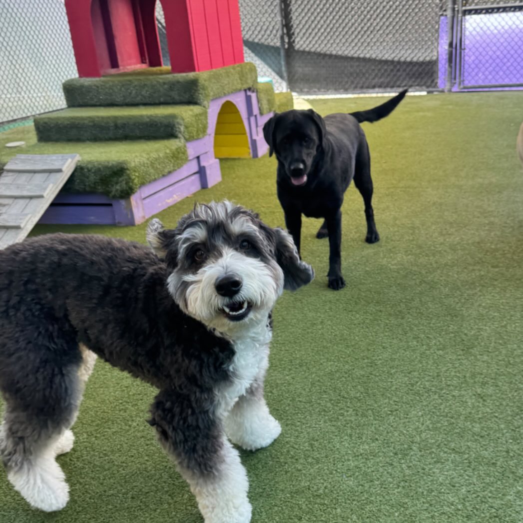 Beaches Jet Set Pets | Jacksonville Beach FL