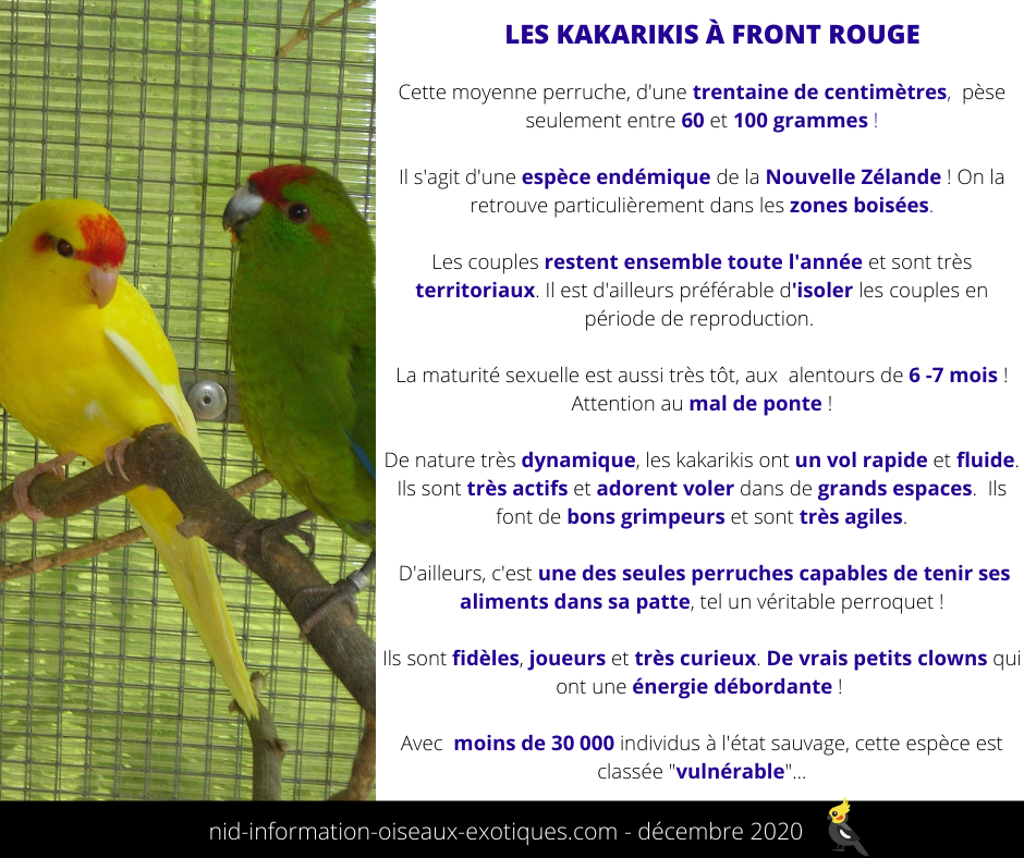🦜Le fameux kakariki à front rouge... - Un nid d'informations | Facebook