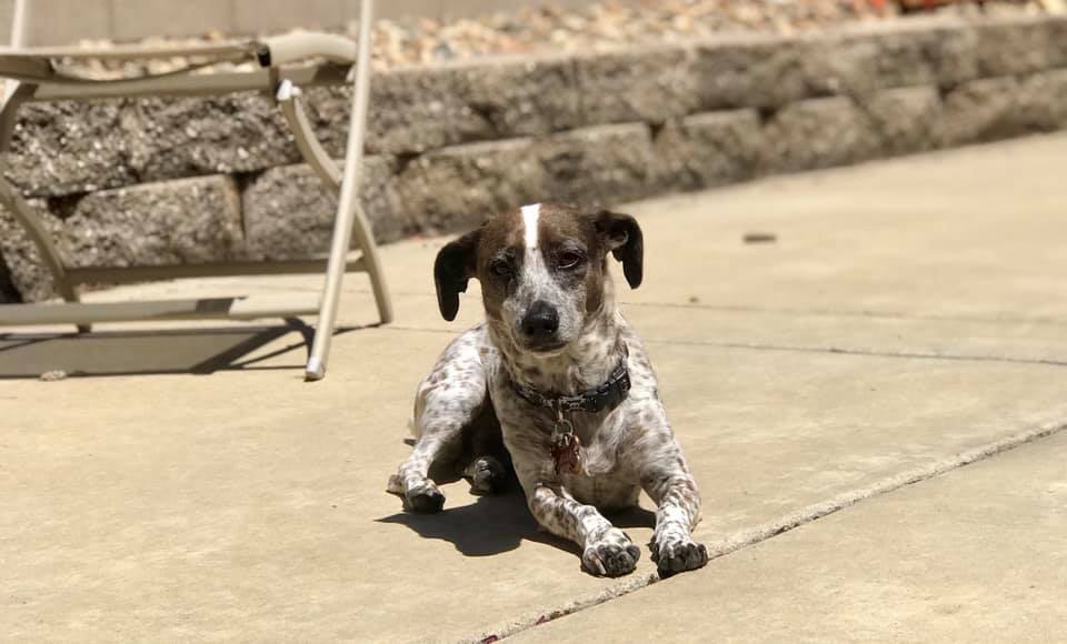 First Choice Pet Services