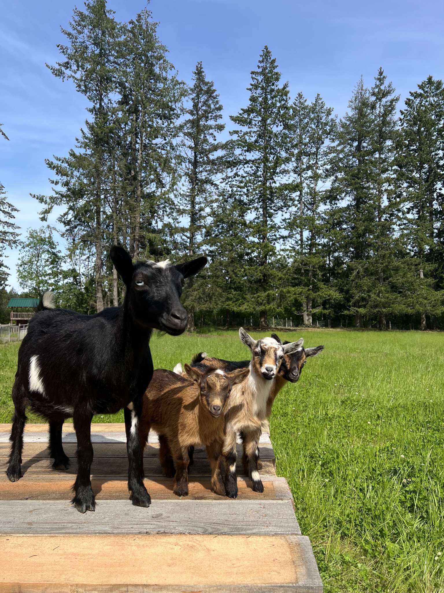 Wilkinson Ranch | Chemainus BC