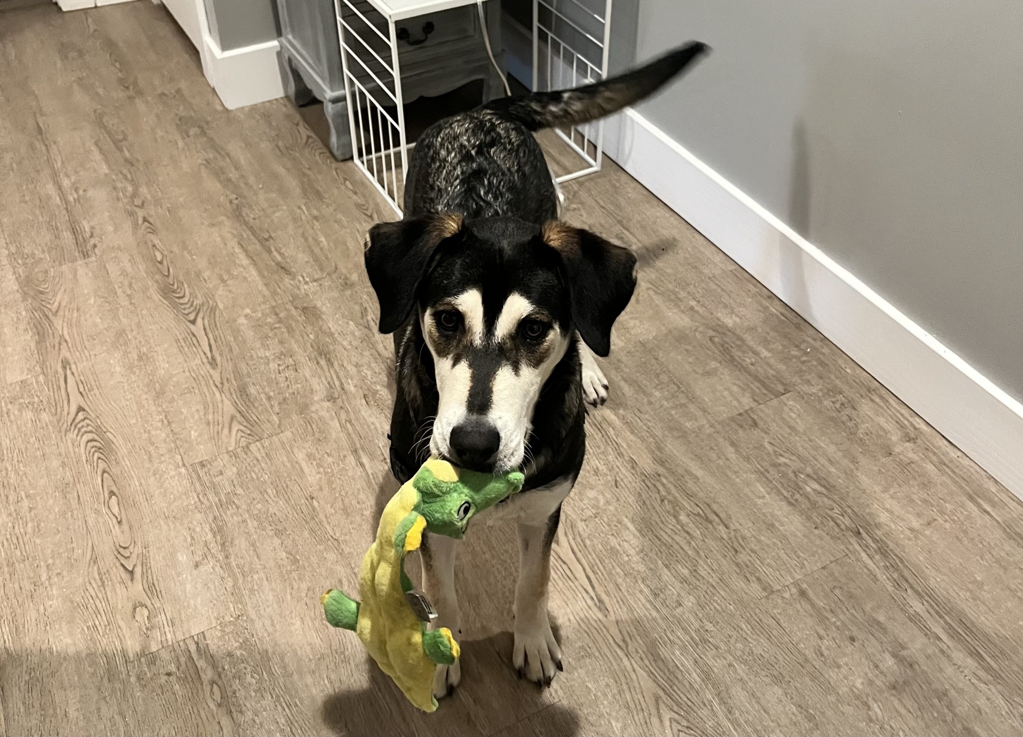 Meet Bettey. Bettey is the newest... - Continuum of Care