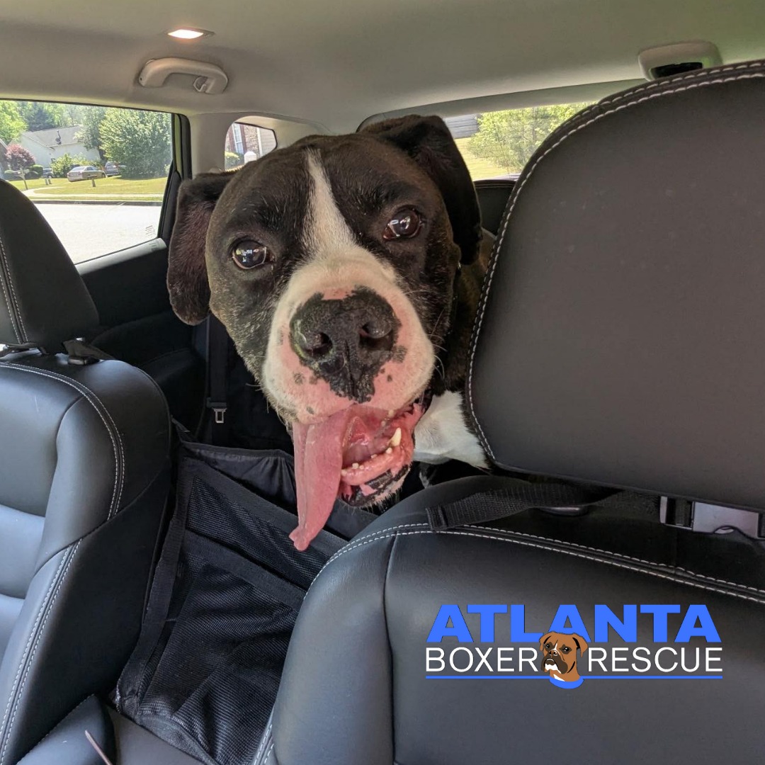 Atlanta - 🚗🐾 Freedom Ride Alert! 🐾🚗 Say hello to one very happy and big ...