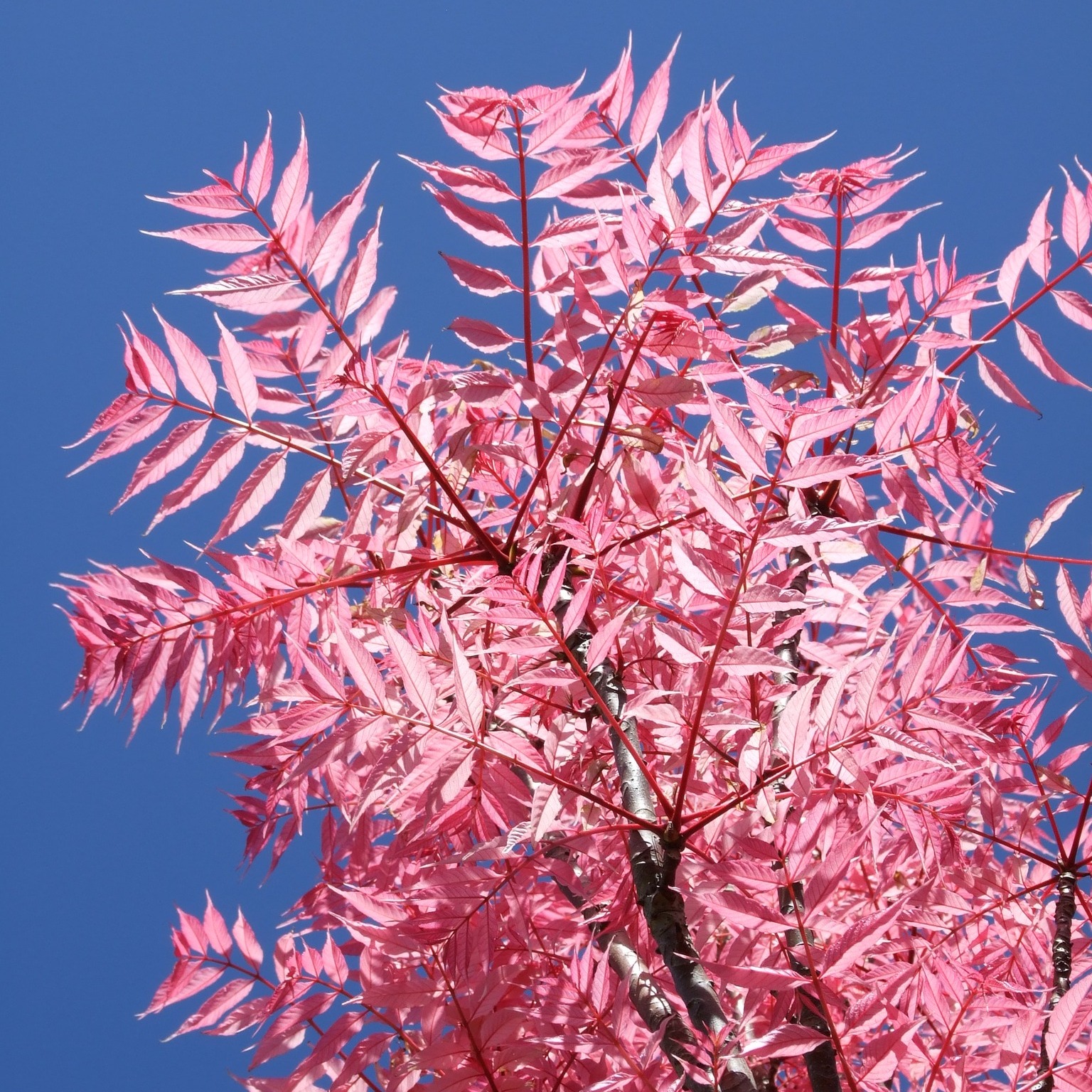 Springvale - 🦩 Flamin’ fabulous AND edible? Yes please! Toon Trees are ...
