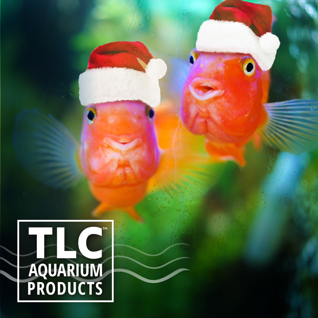 StartSmart - This holiday season, give your fish the gift of a clean ...
