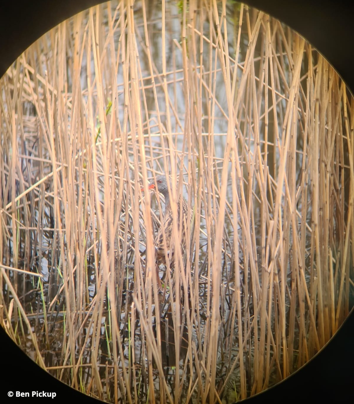 Secretive and... - Hampshire and Isle of Wight Wildlife Trust | Facebook