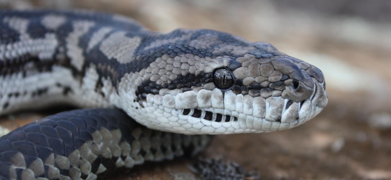 Murraylands Snake Catcher