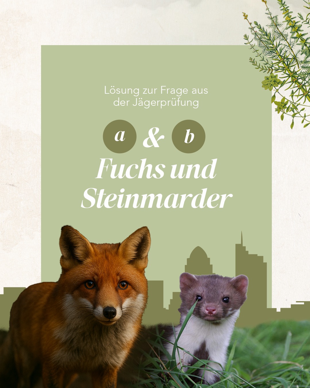 Landesjägerschaft - Die richtigen Antworten sind: a) Fuchs b ...