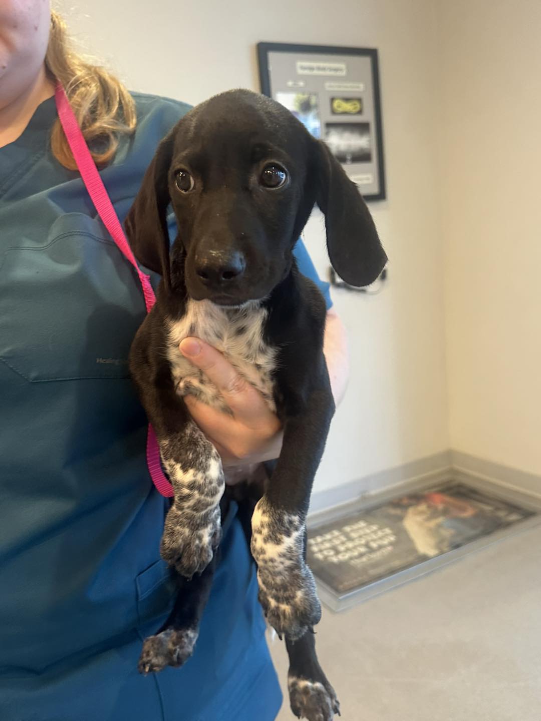 Florida Pointer Rescue added a... - Florida Pointer Rescue