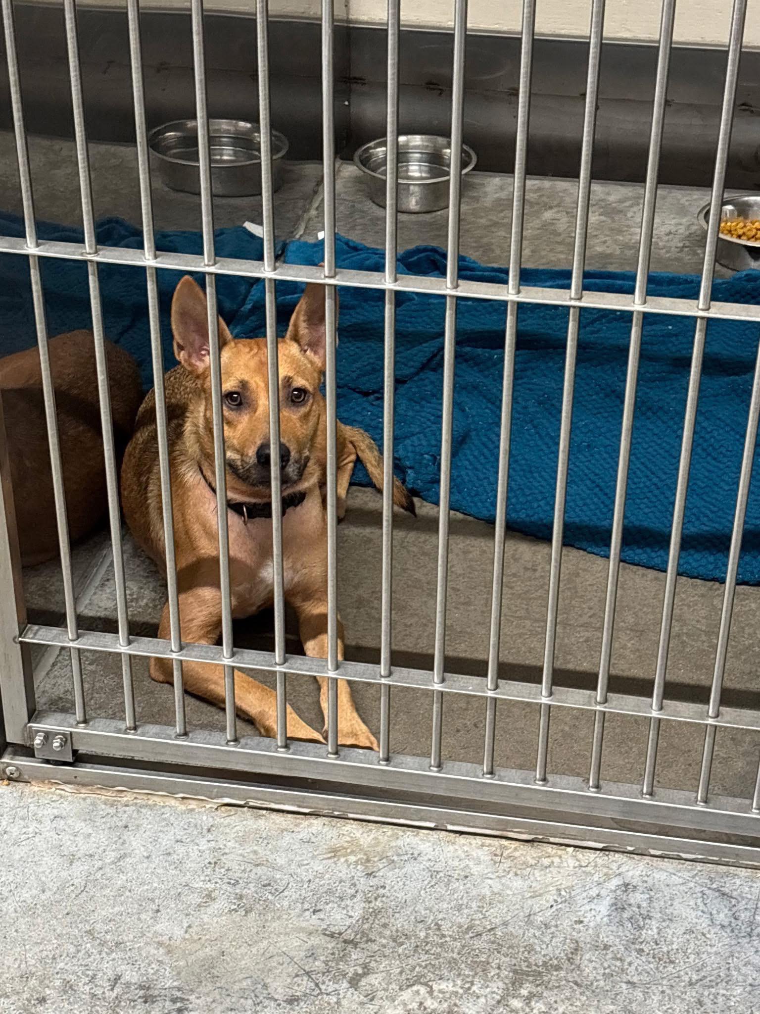 Almost - #vanburenarkansas #vanburenar This dog is at Hubbs Animal ...