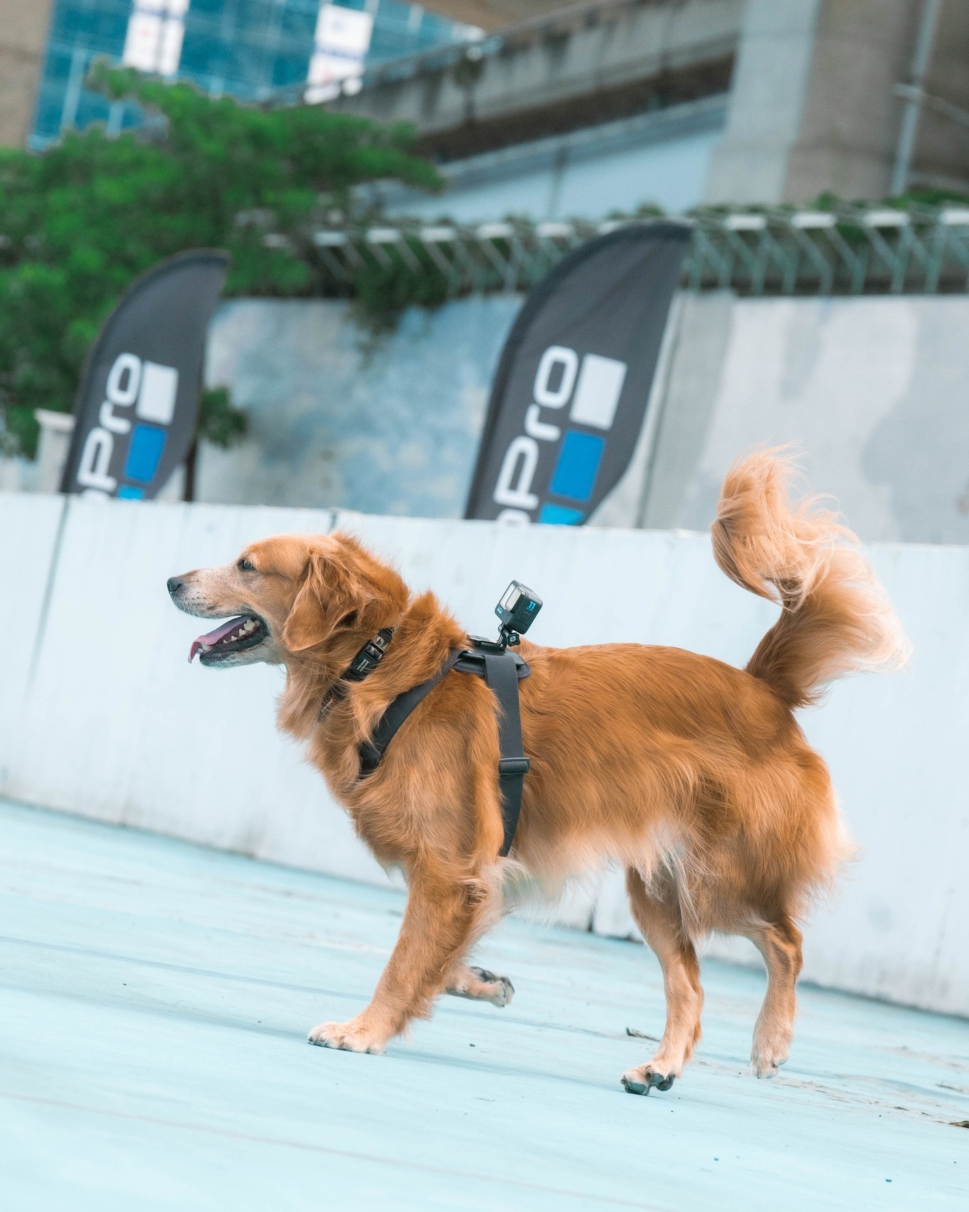 GoPro Fansclub - 現場最PRO的一位 狗🐶PRO攝影大師...