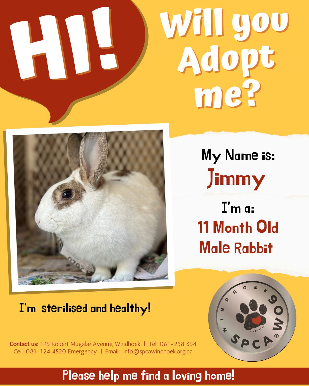 SPCA Windhoek - Meet Jimmy, a young rabbit with a heart... | Facebook