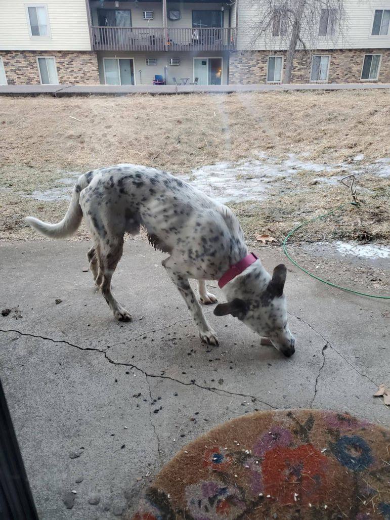 Sighting Only** Is This Your Dog?- Duluth- Unknown Breed- Unknown