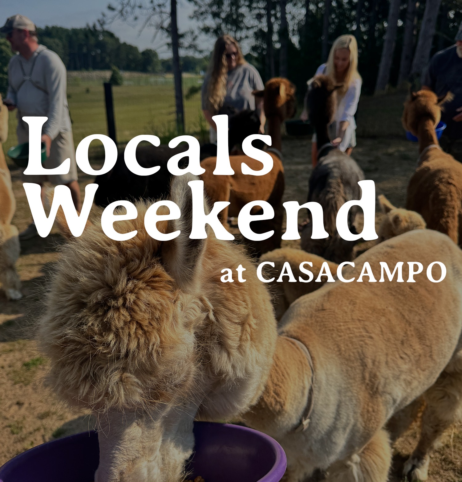 Casacampo Alpaca Ranch | Wisconsin Dells WI