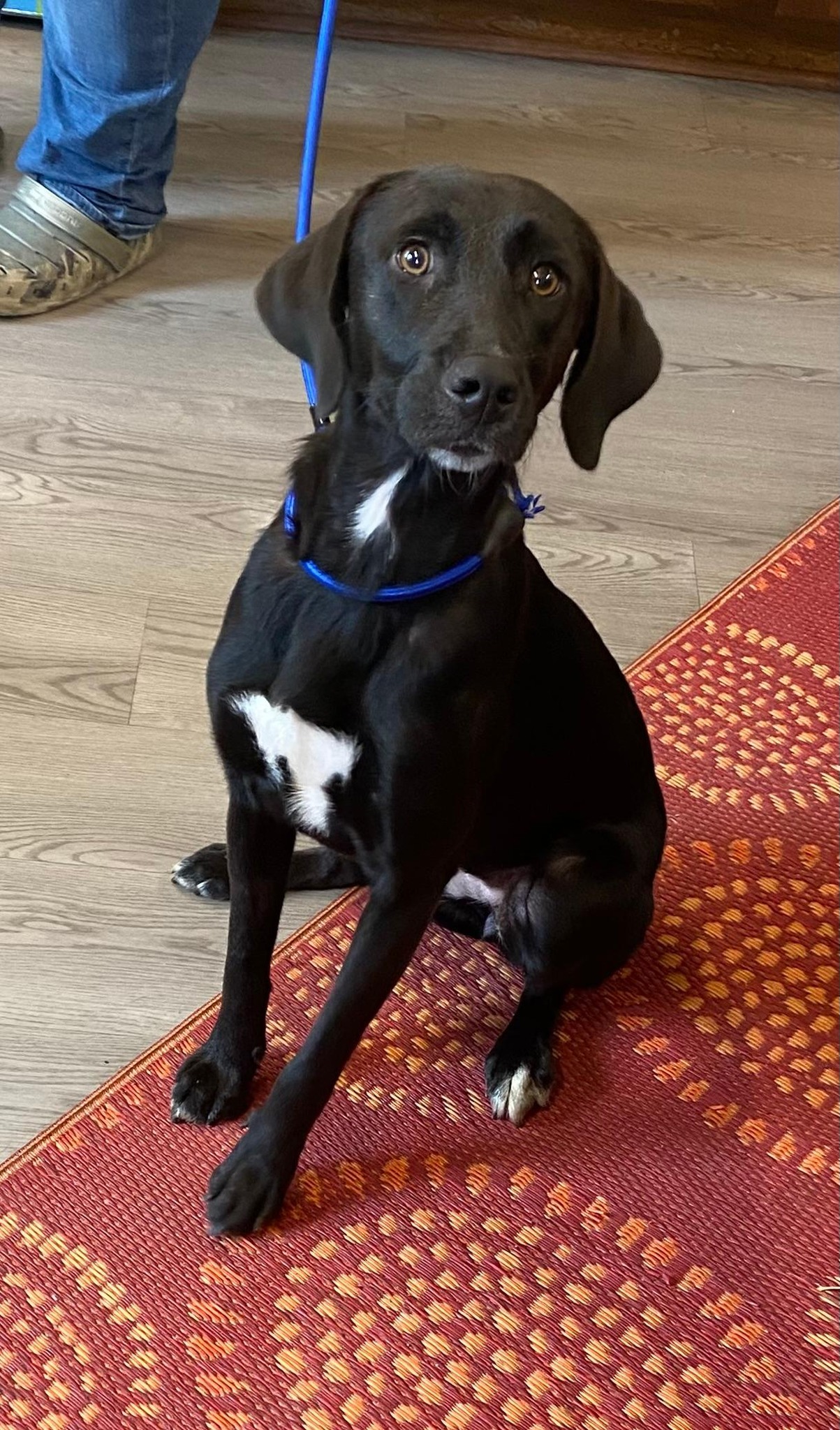 Franklin County Humane Society | Eastpoint FL