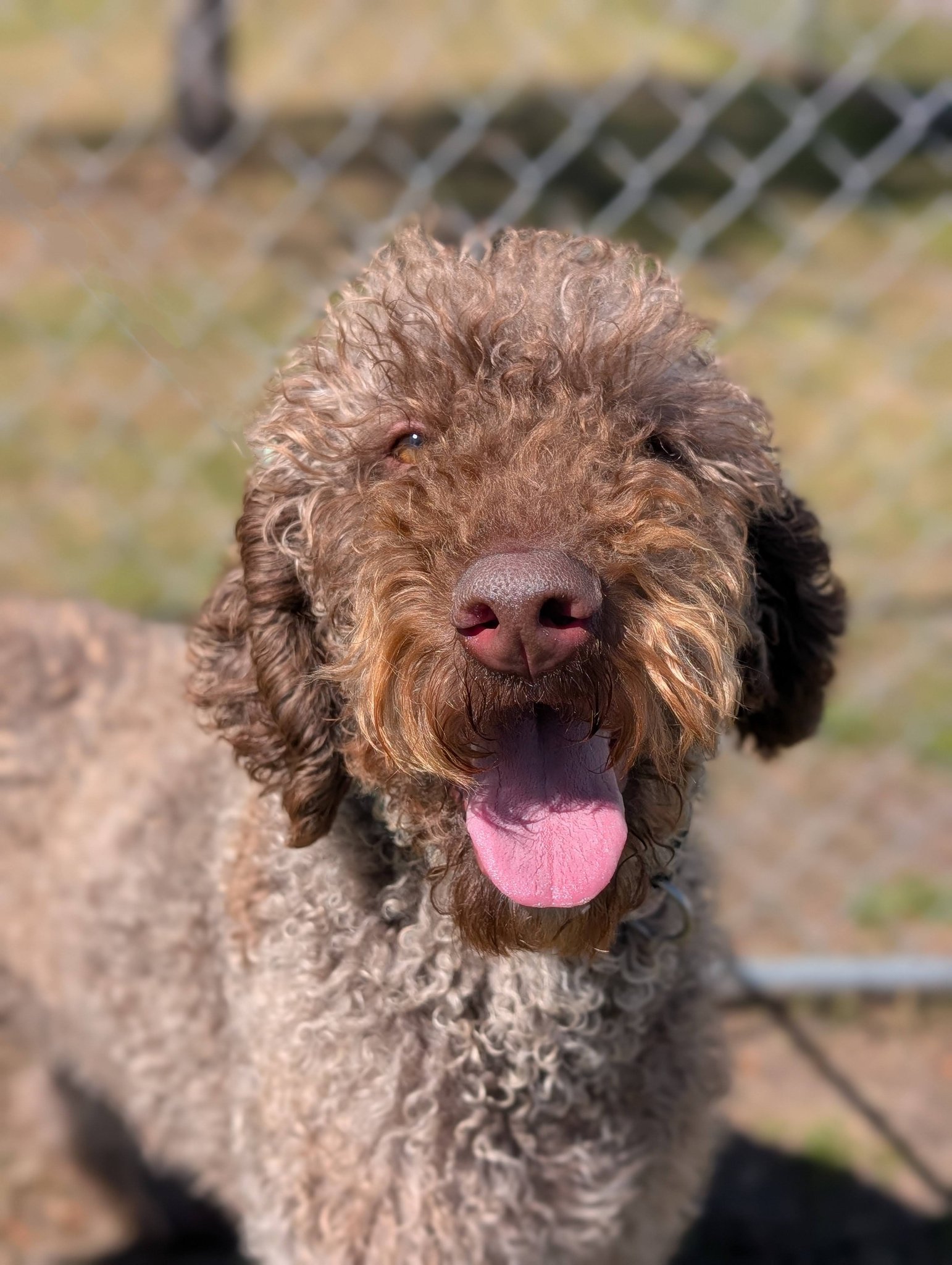 Humane - Hazel (aka Hazelnut) is sweet all the way through, from her ...