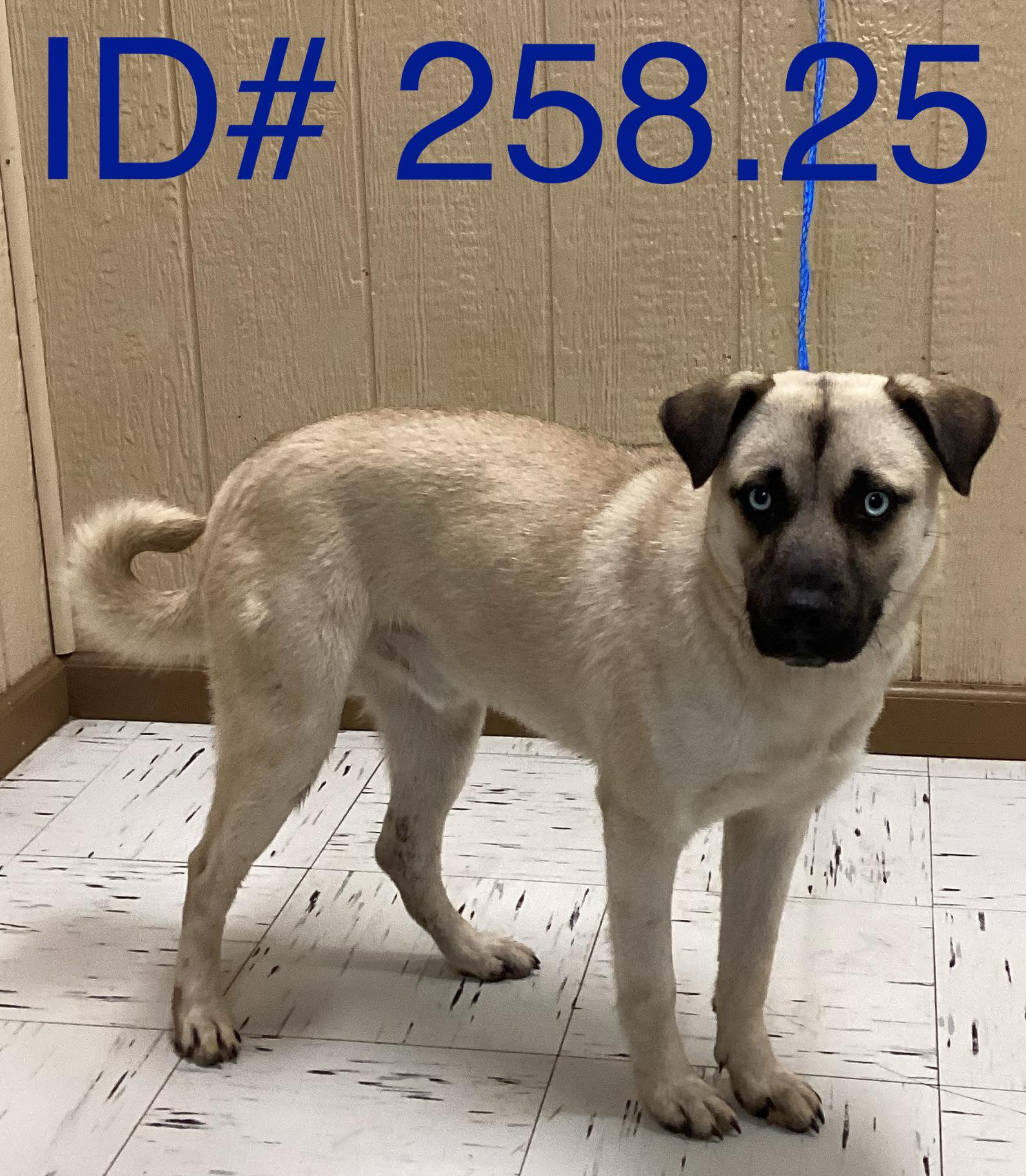 Kerr - Rescue Adopted 5-5-25 This dog has been adopted by a rescue and ...