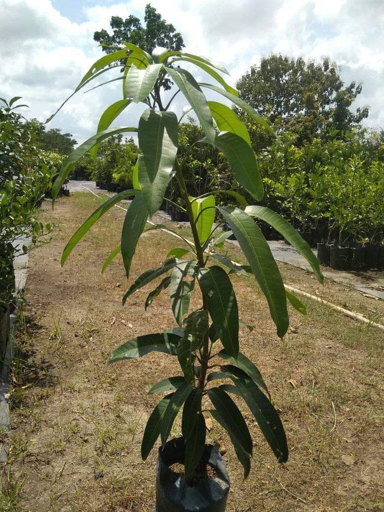 Klitikan Boyolali | Monggo lurr masih ready pohon mangga kiojay, mangga ...