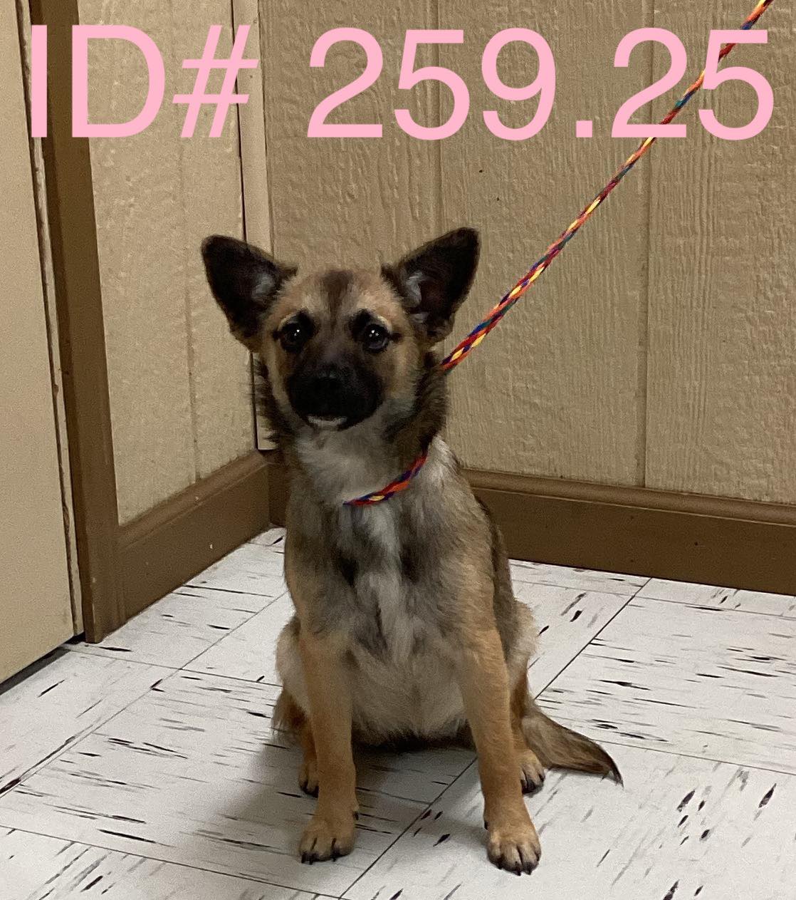 Kerr - Rescue Adopted 5-1-25 This dog has been adopted by a rescue and ...
