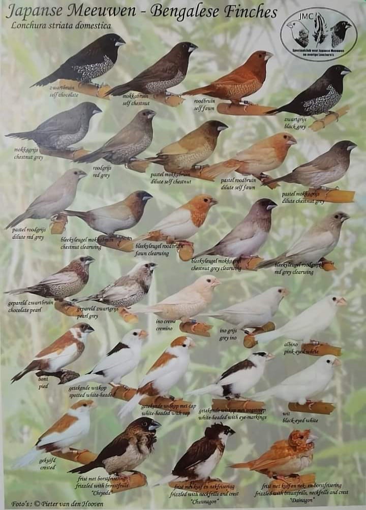Society Finch Mutations