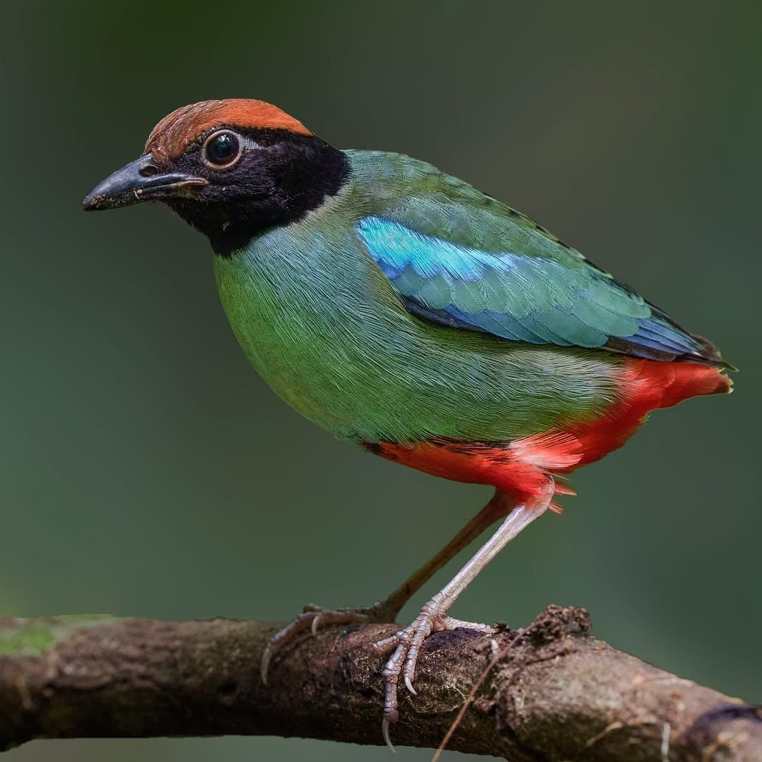 Wondershots - Western Hooded Pitta. The western hooded pitta (Pitta ...