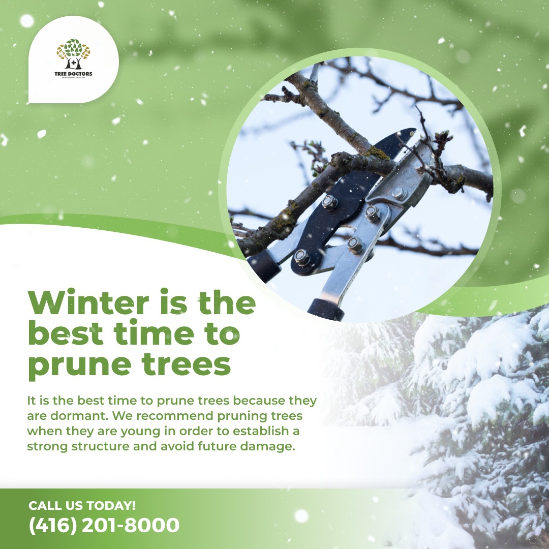 Winter is the best time to prune your... - Tree Doctors Inc | Facebook