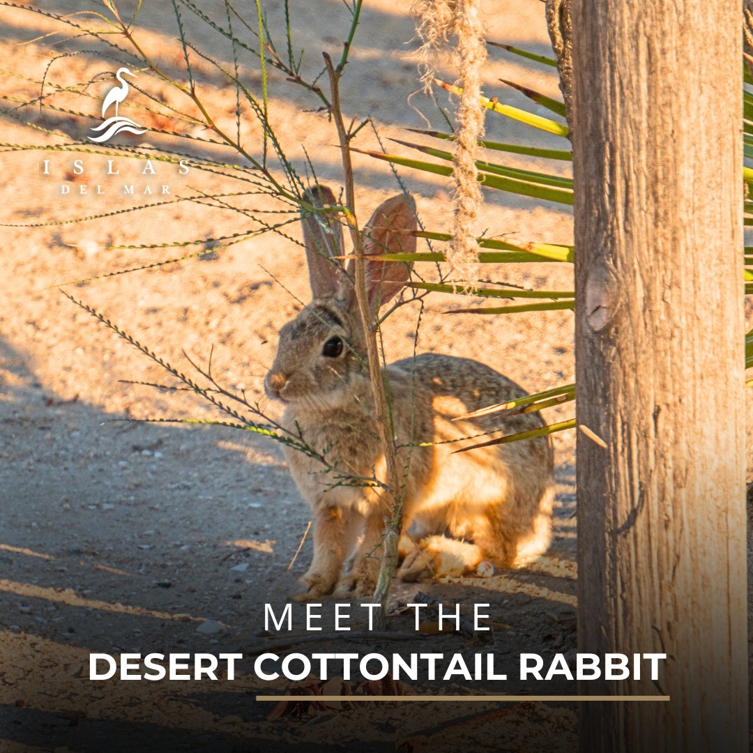Islas del Mar - 🌵🐇 Meet the Desert Cottontail Rabbit! A...