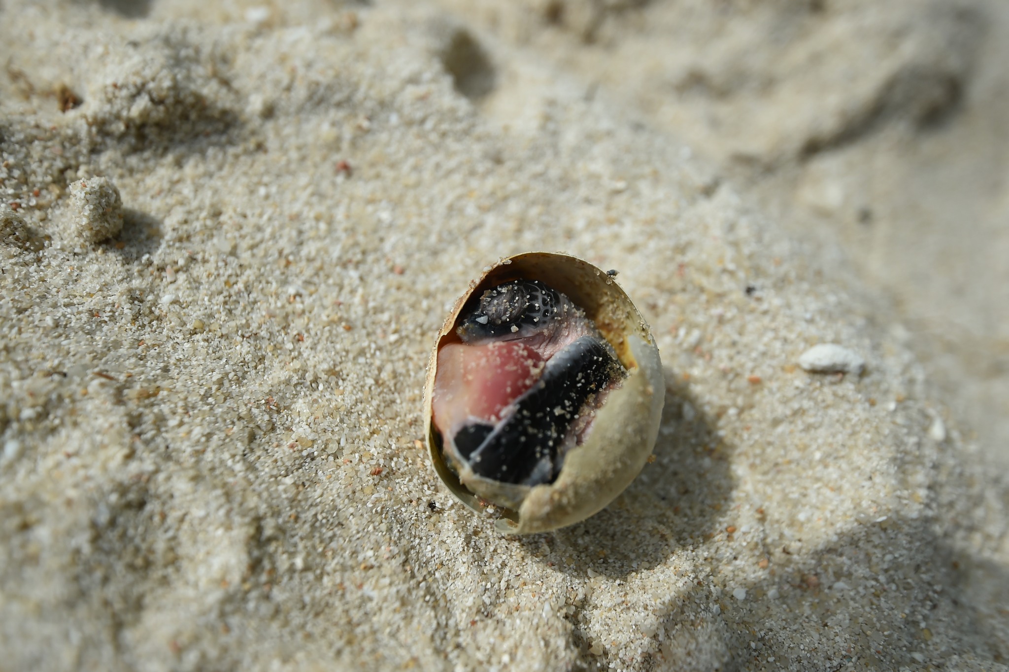 Sea - 𝑨 𝑵𝒆𝒘 𝑳𝒊𝒇𝒆 𝑩𝒆𝒈𝒊𝒏𝒔: 𝑭𝒓𝒂𝒈𝒊𝒍𝒆 𝒂𝒏𝒅 𝑷𝒓𝒆𝒄𝒊𝒐𝒖𝒔 A baby turtle emerging ...