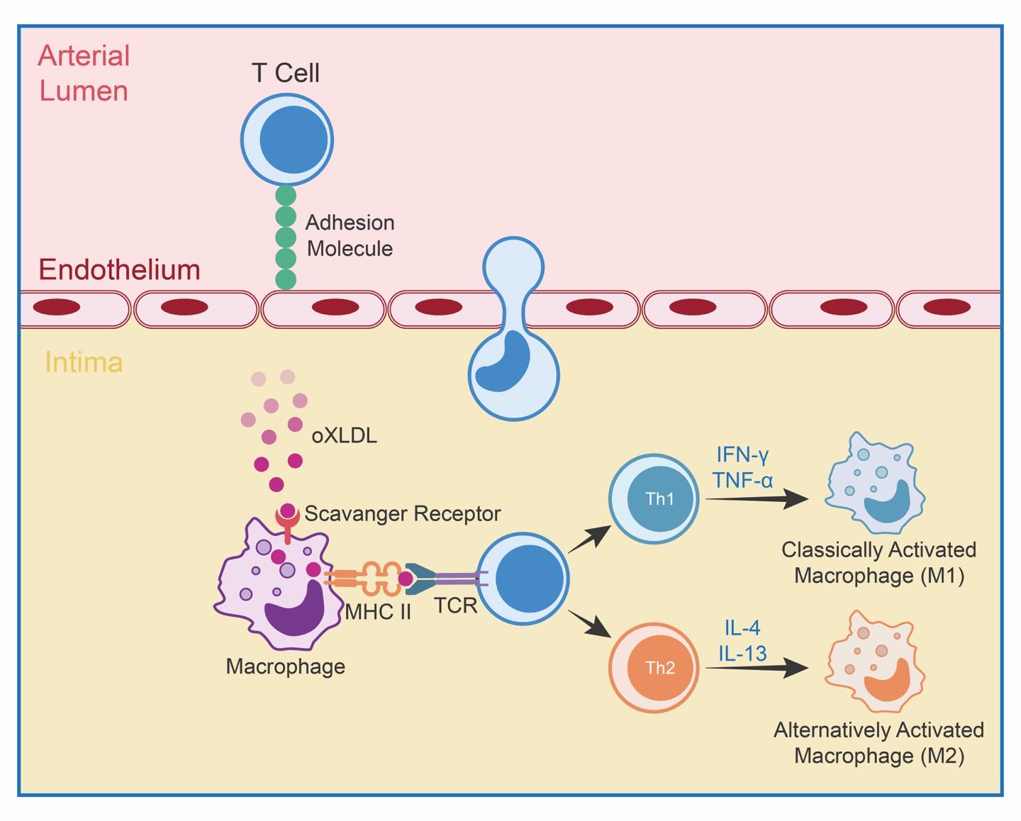 CBEHx - Chronic inflammation in atherosclerosis is driven by immune and ...