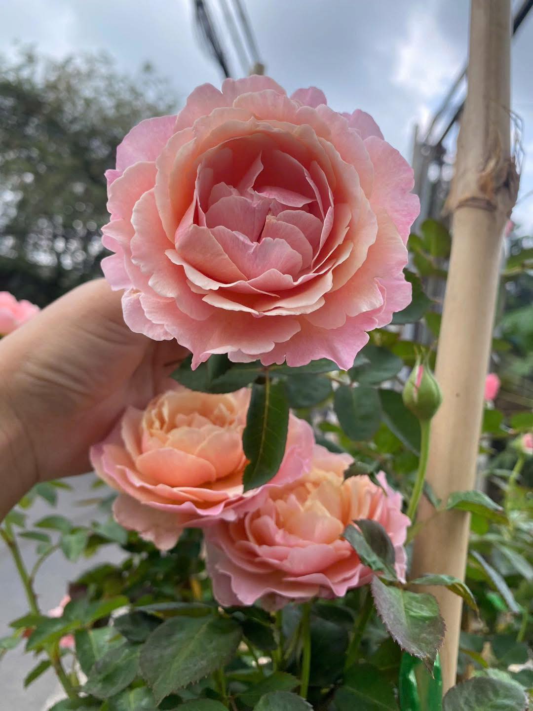 The Rose Garden - The Rose Garden added a new photo.