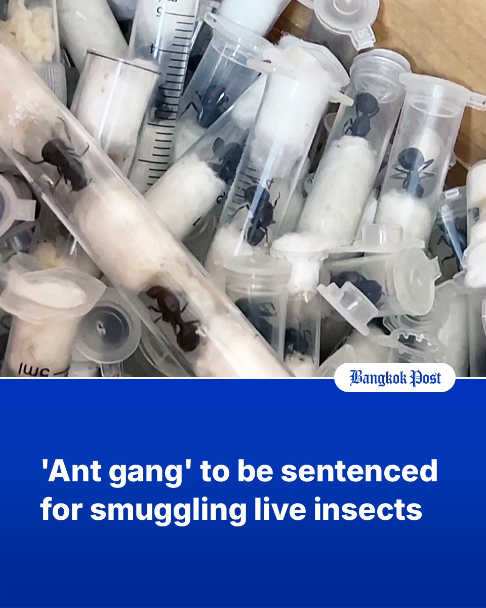Bangkok Post - Four smugglers caught trying to transport... | Facebook