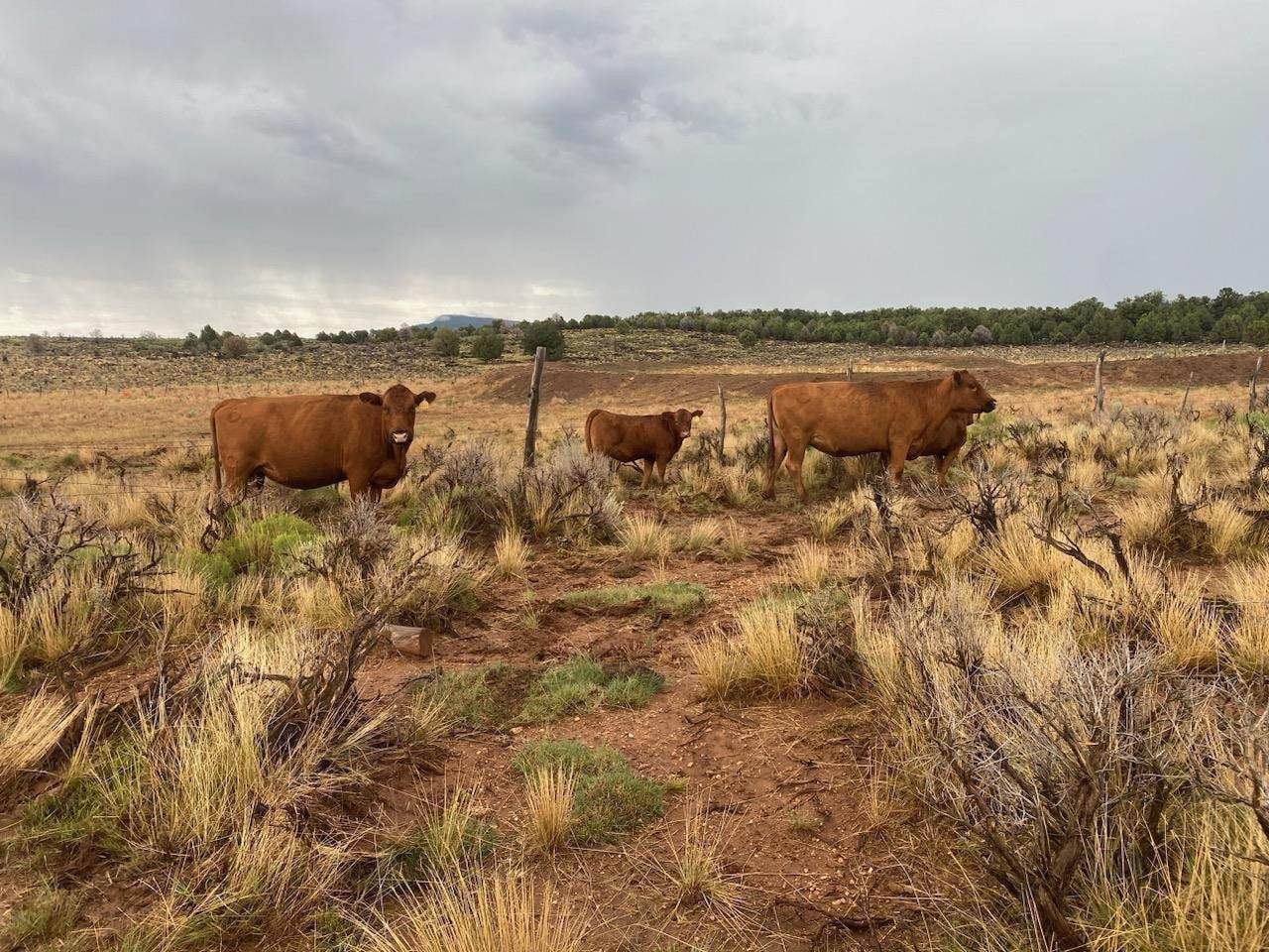 Ohlde Cattle Company: Basic Black Bulls and Angus Cattle Semen | Palmer KS