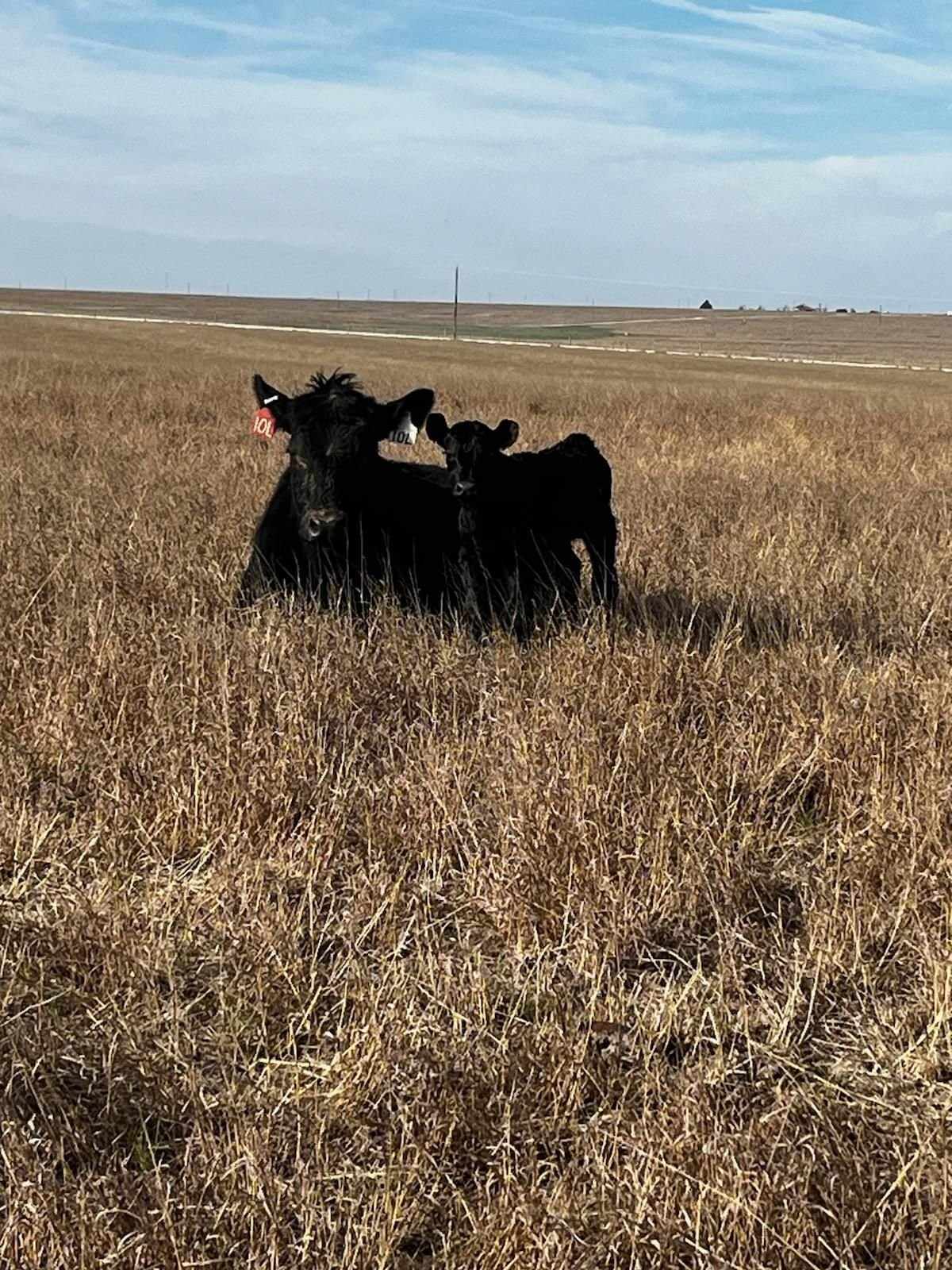 Ohlde Cattle Company: Basic Black Bulls and Angus Cattle Semen | Palmer KS