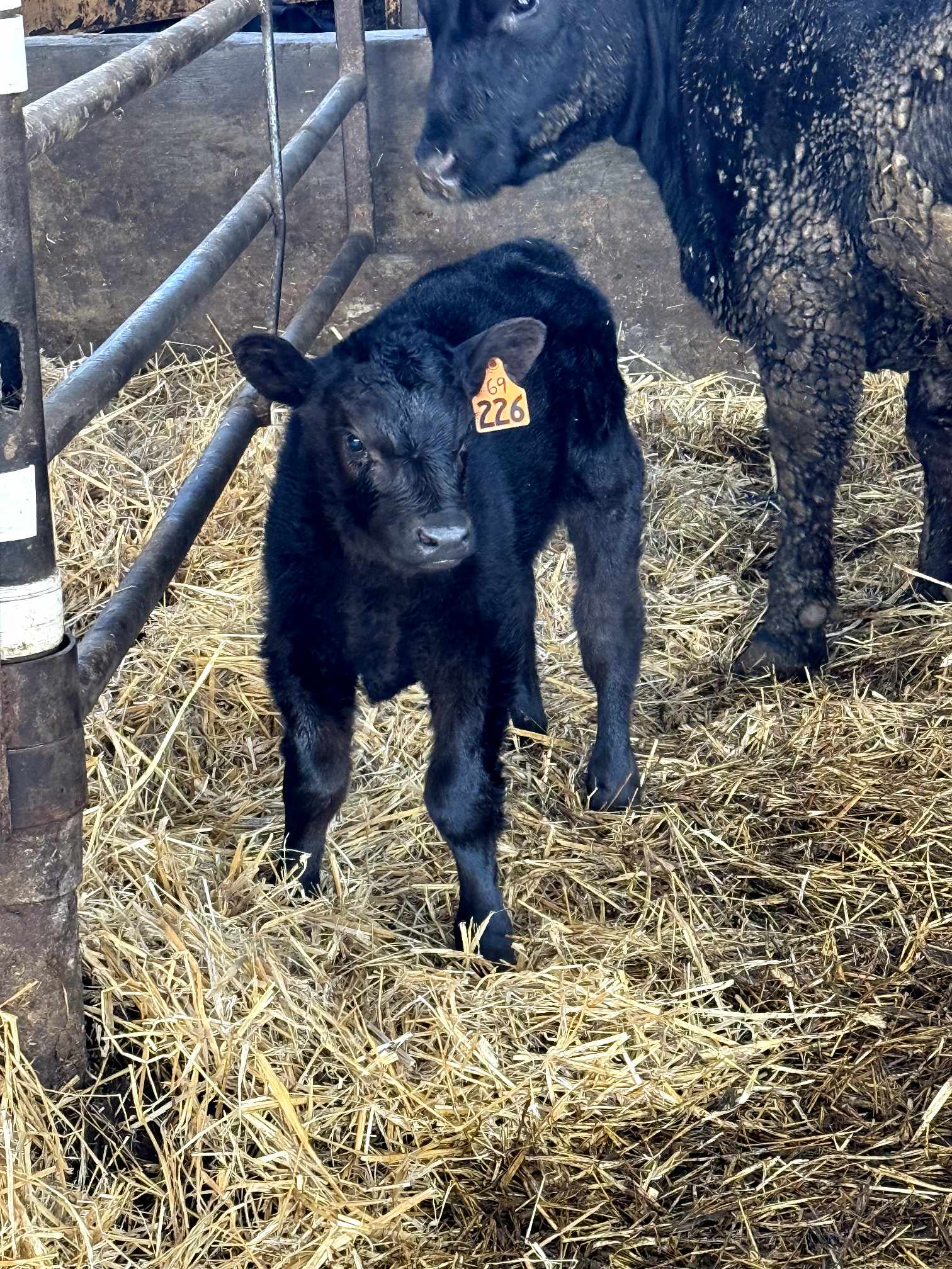 Ohlde Cattle Company: Basic Black Bulls and Angus Cattle Semen | Palmer KS