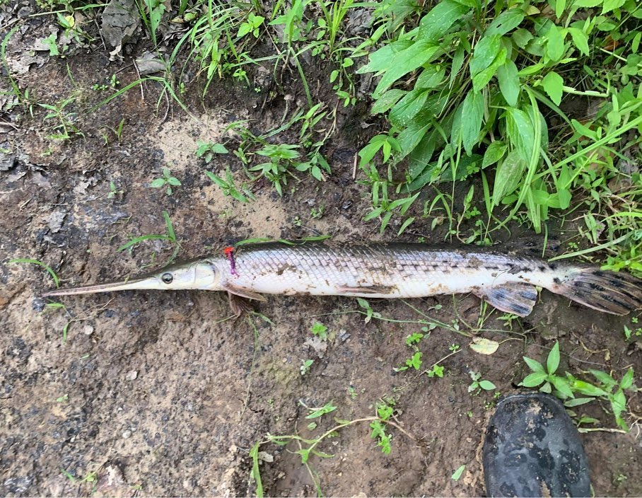Mule Fishing - Luke with a heck of a fish-catch on the... | Facebook